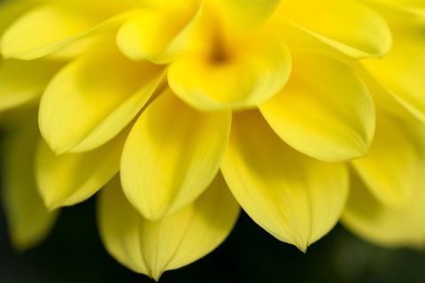 Close-up of vibrant yellow dahlia petals