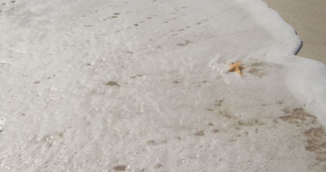 Starfish Partially Submerged in Gentle Ocean Waves on Sandy Beach - Download Free Stock Images Pikwizard.com