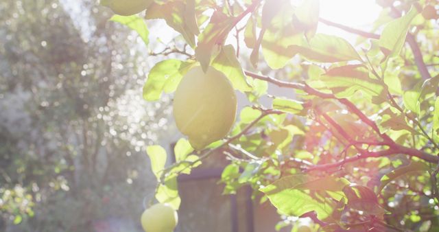 Close up of lemon hanging from tree in sunny garden. nature, spring and summer concept.