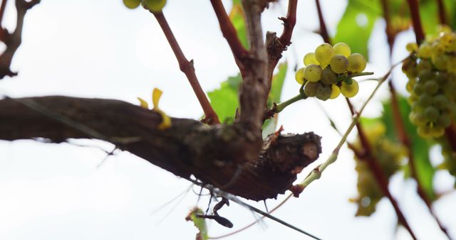 Ant Crawling on Vine Beside Grape Clusters - Download Free Stock Images Pikwizard.com
