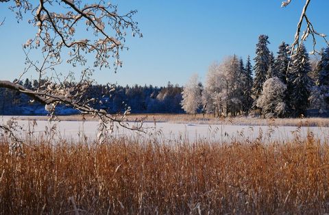 Frosty Winter Marsh Glowing at Sunrise with Snow-Covered Trees and Golden Reeds
