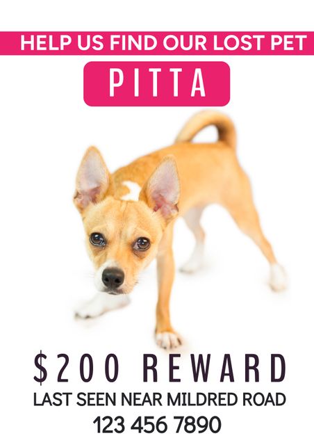 This flyer is ideal for anyone trying to find their lost dog. It features a Chihuahua mix with a direct appeal for help, offering a $200 reward. Including last known location and a phone number for contact, it is designed for sharing in communities, posting on social media, and placing in visible public areas to maximize the chances of reuniting with the lost pet.