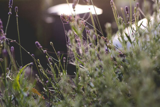 Spider web glistening with morning dew in a meadow filled with wildflowers during dawn. Ideal for use in nature guides, outdoor magazines, websites about wildlife, and meditation visuals, reflecting tranquility and the beauty of early morning nature.