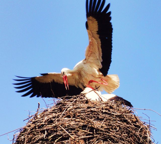 White stork with wings spread wide landing on a large nest made of twigs against a clear blue sky. Ideal for nature blogs, wildlife documentaries, birdwatching enthusiasts, or environmental conservation presentations.