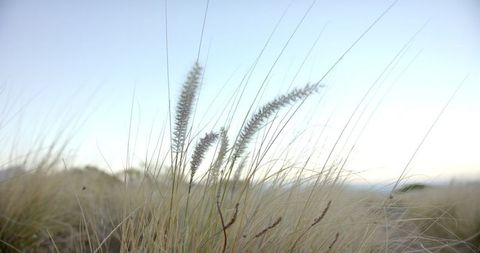 Gentle Breeze Through Tall Grass in Serene Mountain Landscape - Download Free Stock Images Pikwizard.com