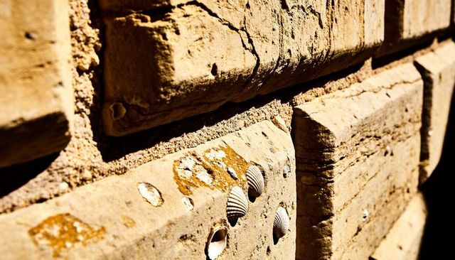Sunlit weathered seawall showing embedded ribbed seashells and cracked coastal stone macro
