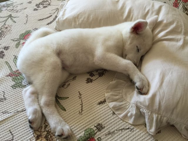 This heartwarming scene of a white puppy sleeping soundly on a bed with floral sheets is perfect for promotions related to pet care, shelter advertisements, or home comfort products. It's suitable for adding warmth and cuteness to blogs, social media posts, and websites focused on pets, relaxation, or interior decoration.