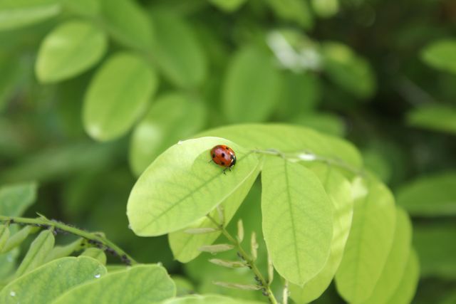 Ladybug crawling on green leaf in sunny garden. Ideal for illustrating themes related to nature, insects, gardens, or natural beauty. Can be used in educational materials, gardening websites, environmental campaigns, or scientific articles.