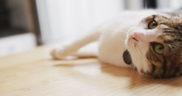Domestic cat is relaxing on a wooden table. Cat appears comfortable and at ease. Perfect for pet-related content, blogs, articles about cats, or home decor themes. Image evokes a sense of calm and domestic bliss.