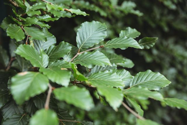 Close-up view of green leaves on a branch, showcasing the vibrant and fresh foliage. Ideal for use in nature-themed projects, environmental campaigns, gardening blogs, and as a background for presentations or websites focusing on natural beauty and greenery.