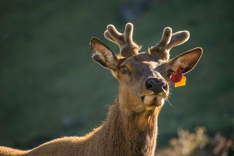 Young stag wearing numbered ear tag in golden backlight close-up wildlife portrait