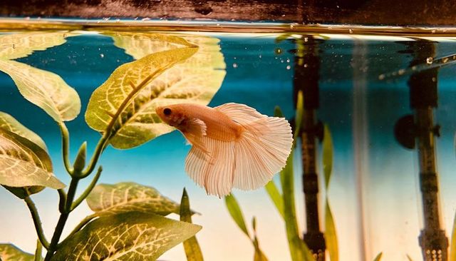 Pale peach betta swimming near surface among green aquarium plants with flowing fins