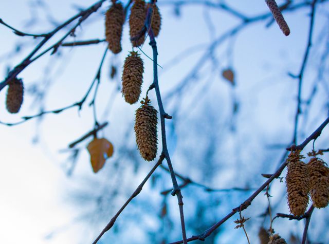Close-up view of pine cones hanging from tree branches against a bright, clear winter sky. Ideal for themes related to nature, winter season, forestry, environmental awareness, and tranquility. Useful for websites, blogs, social media posts, and educational materials highlighting winter landscapes and natural scenes.