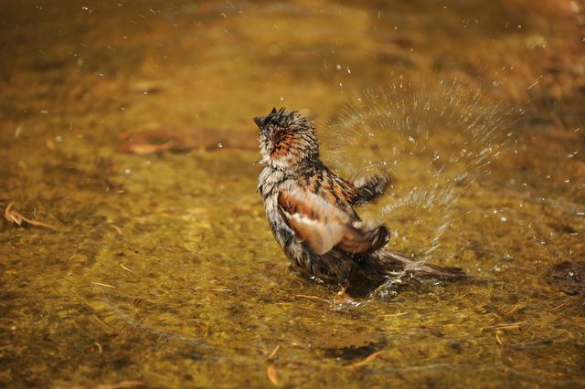Bird enthusiastically splashing water during bath in outdoor setting. Ideal for use in nature websites, wildlife blogs, animal behavior studies, educational materials, summer-themed content, or environmental awareness promotions.