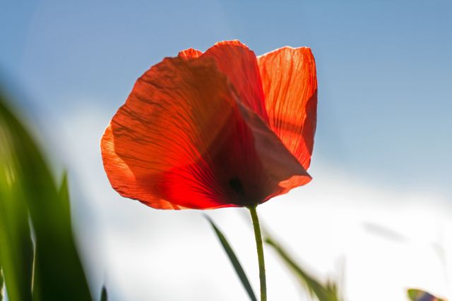 Red poppy blooms against a clear blue sky with bright sunlight creating a vibrant and serene outdoor scene. Perfect for nature-related content, gardening websites, or spring and summer marketing materials. Highlighting themes of growth, beauty, and freshness, this image is ideal for inspiring relaxation and tranquility.