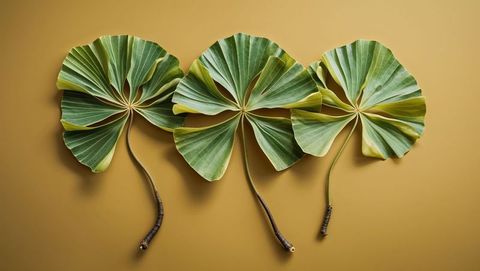 Three ginkgo-inspired fan-shaped green leaves on tan background