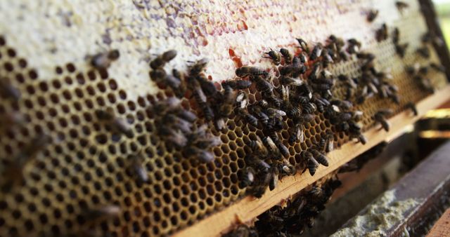 Bees Collecting Honey on Honeycomb in Beehive - Download Free Stock Images Pikwizard.com