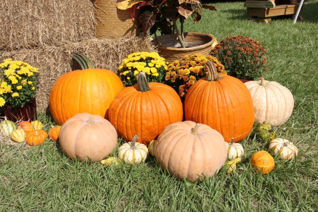 Rustic display featuring a variety of orange and white pumpkins arranged outdoors on grass, surrounded by hay bales and colorful flowers. Ideal for use in marketing materials related to fall festivals, autumn-themed decor, and seasonal promotions. Perfect for social media posts celebrating fall, harvest events, and rustic decorations.