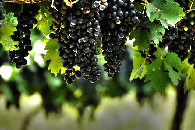 This image presents bunches of ripe purple grapes hanging from a grapevine, surrounded by green leaves. Ideal for use in agricultural blog posts, winery websites, articles about viticulture, organic farming promotions, and harvest season visuals. It conveys themes of freshness, nature, and agricultural abundance.