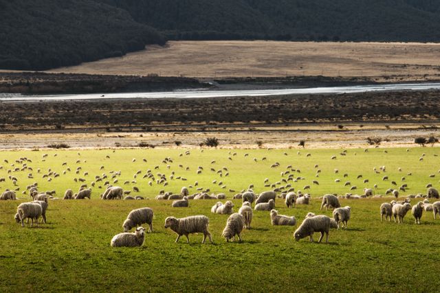 Flock of Sheep Grazing on Green Pasture in Scenic Valley - Download Free Stock Photos Pikwizard.com