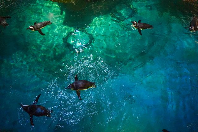 Penguins Swimming Underwater in Clear Blue Ocean - Download Free Stock Photos Pikwizard.com
