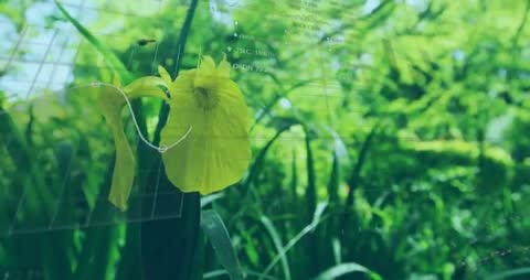 Innovative Plant Growth Tracking with Digital Visualization Tools