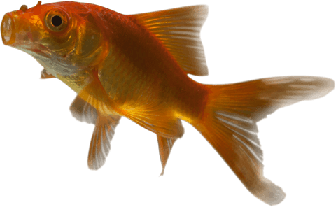transparent swimming goldfish with open mouth in profile view - Download Free Stock Videos Pikwizard.com