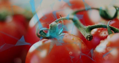 Macro ripe cherry tomatoes with water droplets and blue geometric overlay, fresh produce