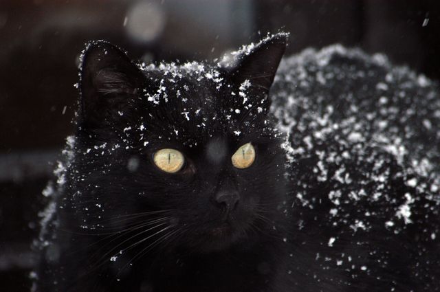 Black Cat Covered in Snow Flakes on Dark Background - Download Free Stock Photos Pikwizard.com