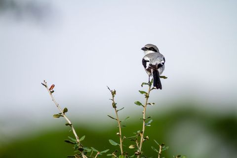 Small Bird Perching on a Vibrant Green Branch