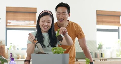 Asian couple planting basil on kitchen counter for indoor herb gardening and home cooking