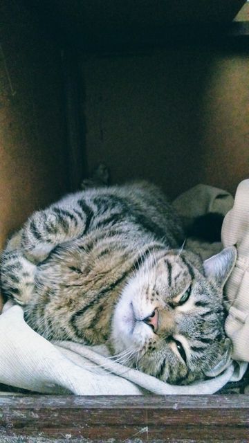 Tabby cat curled up on soft bedding inside cardboard box, enjoying a restful nap, creating a warm, lazy, and comfortable atmosphere. Potentially used for themes like pet care, relaxation, comfort, domestic life, or cat behavior.