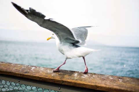 Seagull Spreading Wings on Weathered Pier Railing over Calm Ocean Horizon