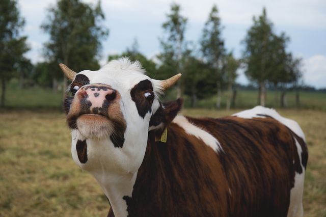 Curious cow standing in a grassy farm area. Useful for agricultural promotions, livestock industry materials, and rural lifestyle features. Can also be used in educational content about farm animals or environmental conservation.