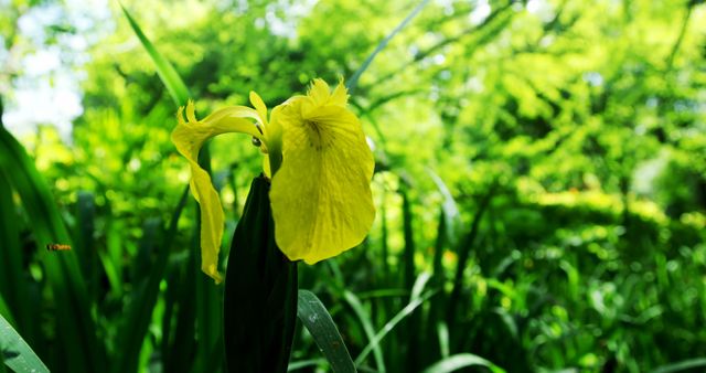 Image captures a vibrant yellow lily blooming amidst lush green foliage in a garden. Ideal for use in nature-related articles, garden planning blogs, spring season promotions, or home decor websites emphasizing natural beauty and tranquility.