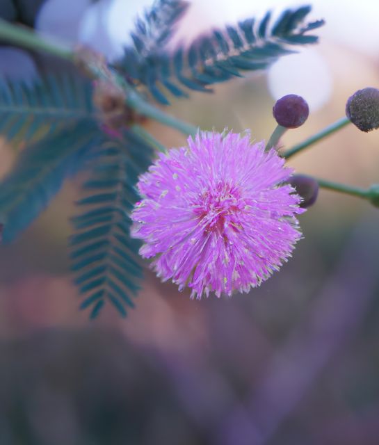 Close up of pink mimosa flower over green leaves created using generative ai technology. Flowers, harmony and nature concept, digitally generated image.