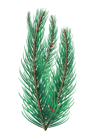 elegant transparent fir tree branches for seasonal designs - Download Free Stock Videos Pikwizard.com