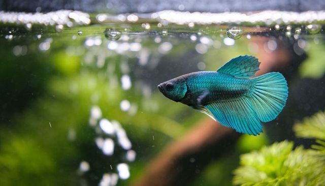 Teal betta fish gliding at water surface in planted aquarium with bubbles, reflections