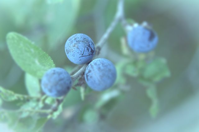 Close-up shot of ripe blue berries on a tree branch against a blurred background with leafy foliage. Suitable for themes related to nature, organic fruits, gardening, botany, agriculture, and healthy eating.