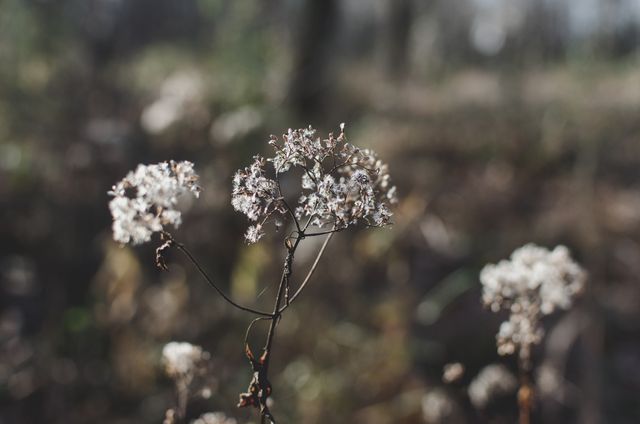 Featuring dried flowers in a natural outdoor environment, this image captures the fragility and beauty of nature. Perfect for use in fall-themed designs, nature articles, or decor. Ideal for websites and magazines focused on natural beauty, serenity, and seasonal transitions.