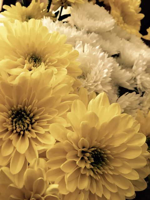 Bright and vibrant close-up image of yellow and white chrysanthemums in full bloom. Perfect for floral enthusiasts, nature-themed designs, and spring or summer decorations. Can be used in backgrounds, greeting cards, floral prints, or wellness and spa promotions.