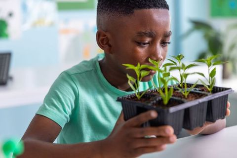 African american boy examining seedlings in classroom science activity fostering curiosity