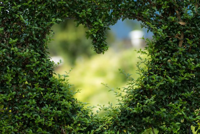 Heart-shaped cutout within a lush green hedge allows sunlight to reveal bright greenery beyond. Ideal for themes around love, romance, gardening, nature, and outdoor decorations. Perfect for marketing campaigns, greeting cards, nature-inspired designs, and lifestyle blogs.