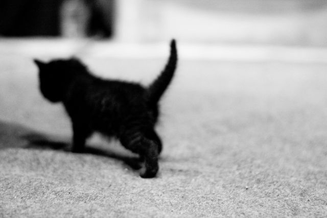 Adorable Black Kitten Walking on Carpet - Download Free Stock Photos Pikwizard.com