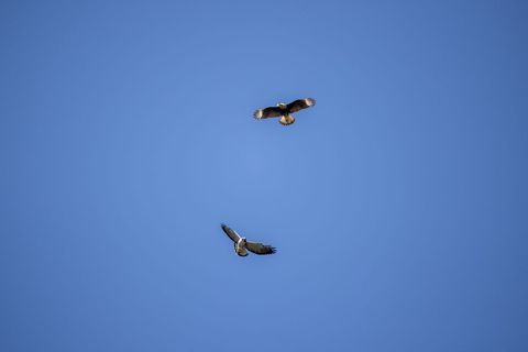 Two birds of prey soaring over clear blue sky minimalist composition for copy and marketing