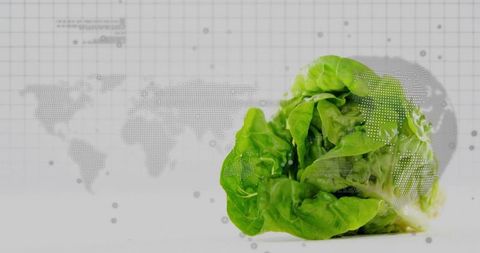 Fresh Green Lettuce with Digital World Map Overlay