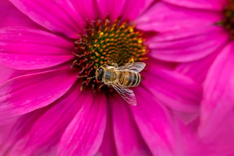 Bee pollinating vibrant pink aster flowers close-up