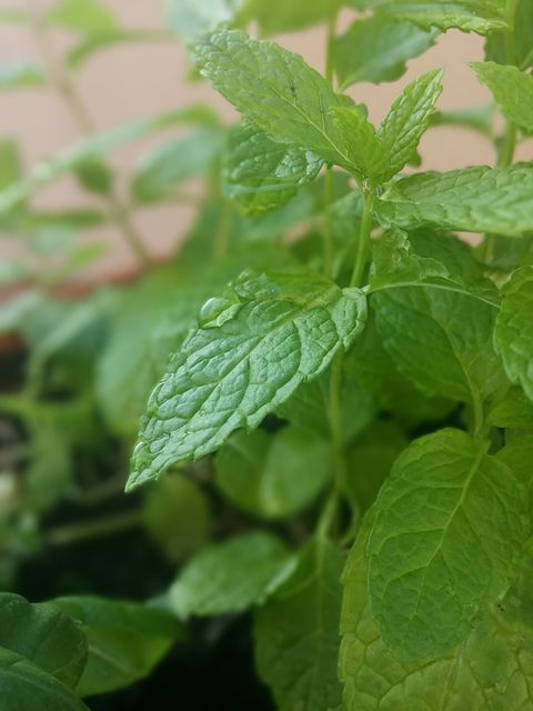 Close-up view of fresh mint leaves with water droplets, showcasing vibrant greenery and leaf texture. Ideal for use in materials related to gardening, botany, herbal uses, nature lovers, and sustainable living. Great for blogs, websites, advertisements, and educational content focusing on herb cultivation and natural beauty.