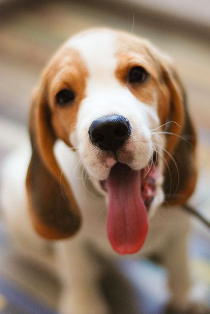 Image of an adorable beagle puppy sitting indoors, panting happily with its tongue out. Suitable for use in pet care products adverts, veterinary services marketing, dog food packaging, or animal welfare campaigns. Perfect for social media posts, blogs, and websites focused on pets and canine wellbeing.