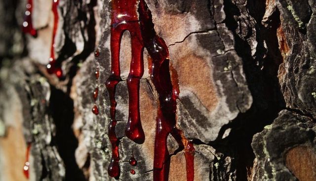 Dripping amber sap on pine bark catching sunlight with lichen texture